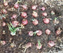Onion Seeds, Red Burgandy, Heirloom, Organic Non-gmo Seeds, Red Sweet, Great For Cooking